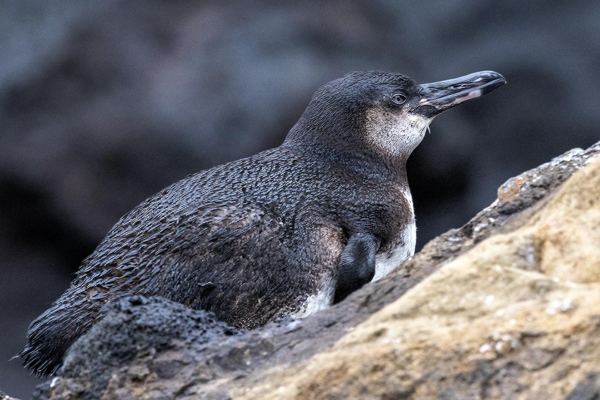 Galapagos Penguin - ML647004118