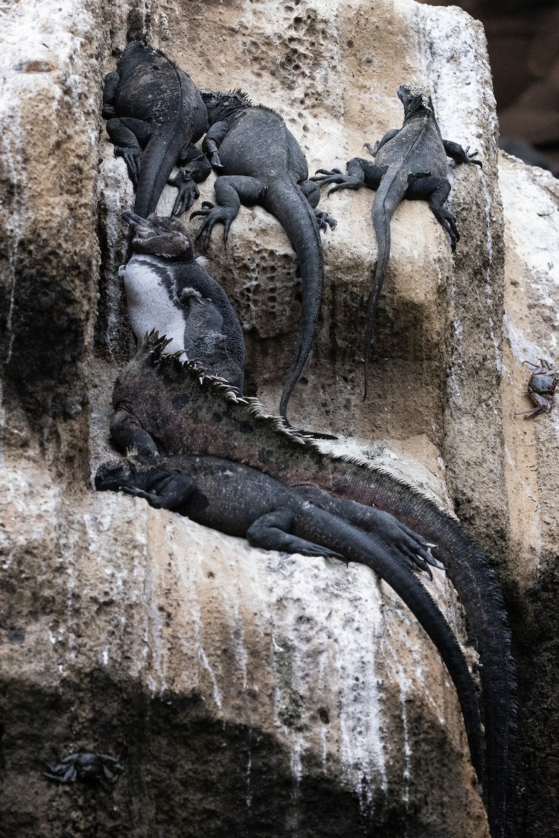 Galapagos Penguin - ML647004119