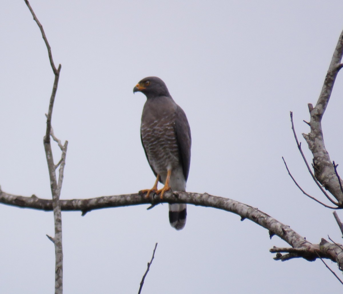 káně krahujová - ML647004120