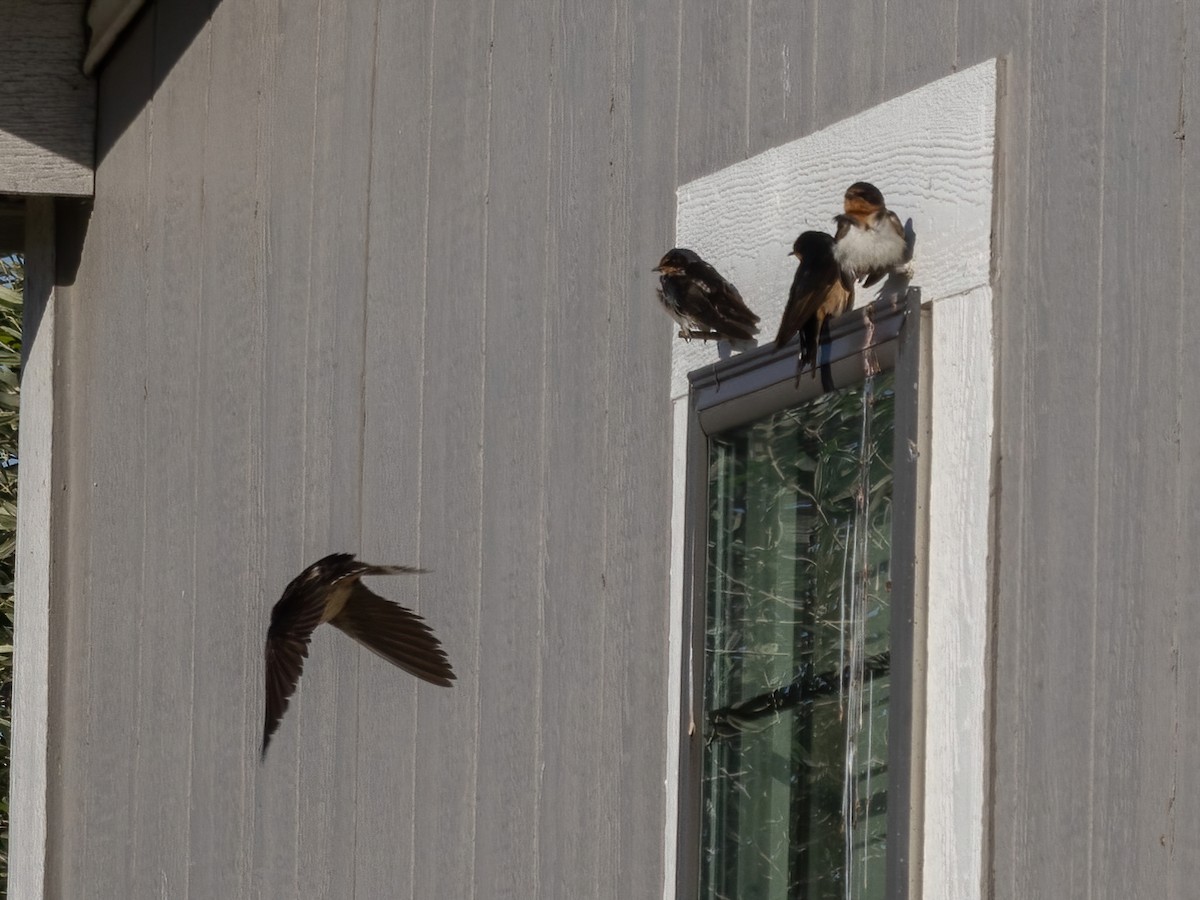 vlaštovka obecná - ML647004123