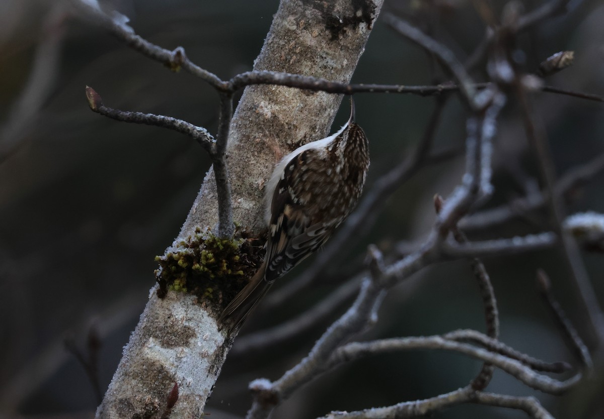 Brown Creeper - ML647004125