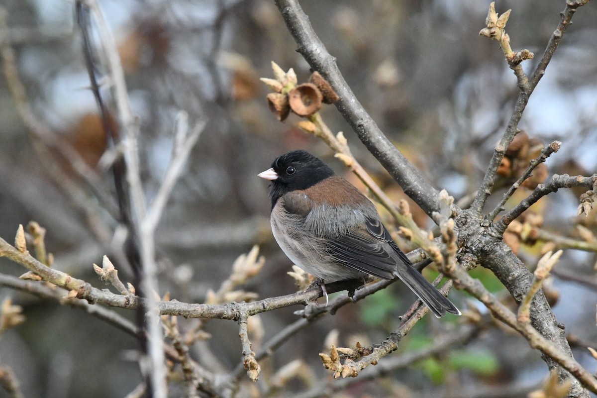 Dark-eyed Junco (Oregon) - ML647004129