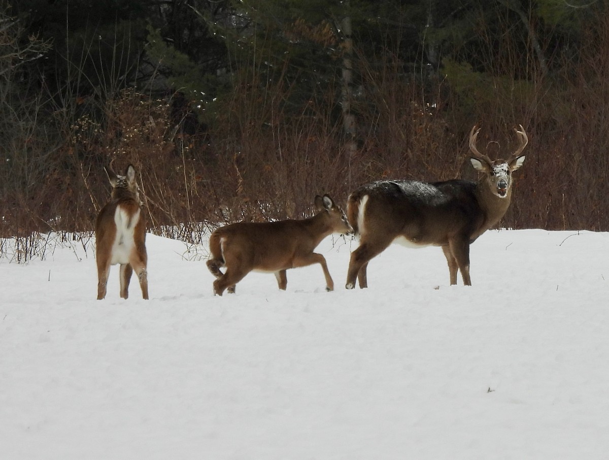 Animals - ML647004131