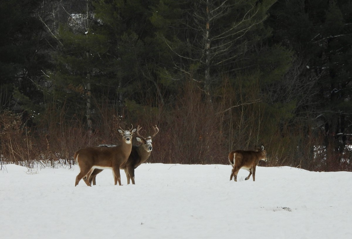 Animals - ML647004132