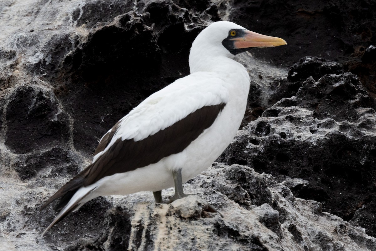 Nazca Booby - ML647004133