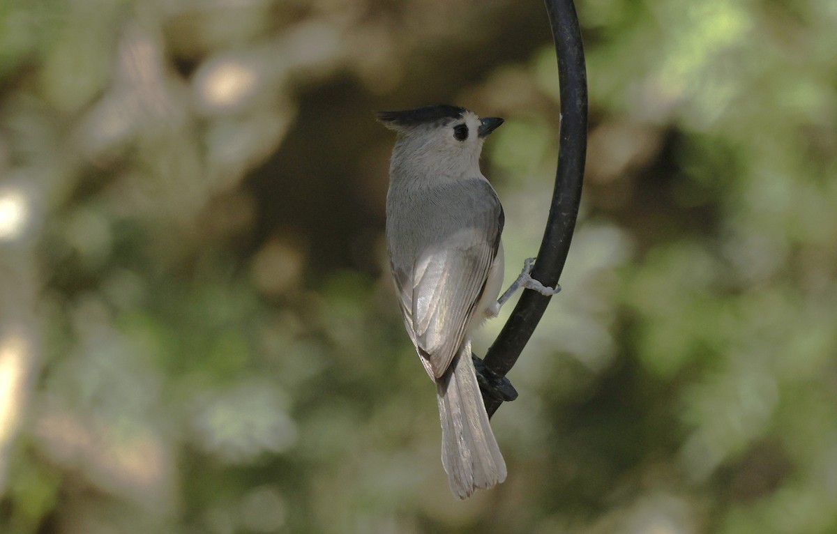 sýkora černochocholatá - ML647004135