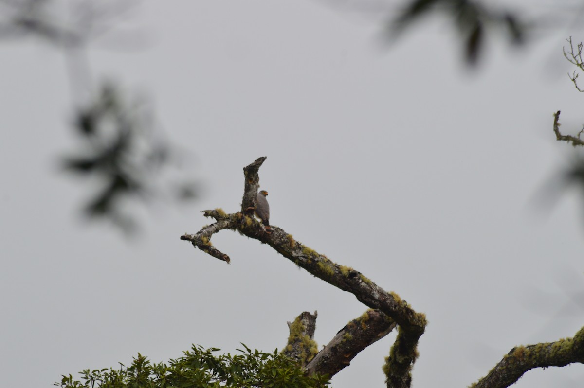 káně krahujová - ML647004137