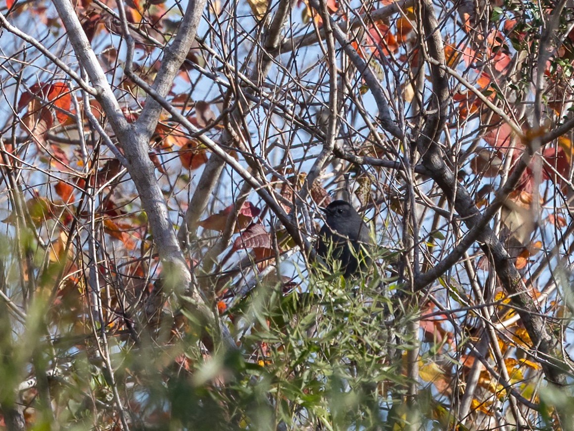 ימימן אמריקני - ML647004146