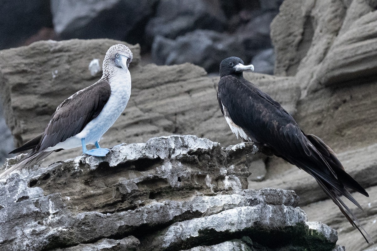Magnificent Frigatebird - ML647004147