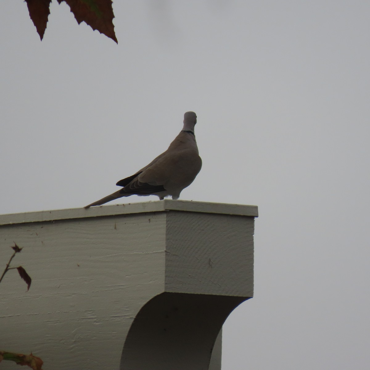 Eurasian Collared-Dove - ML647004149
