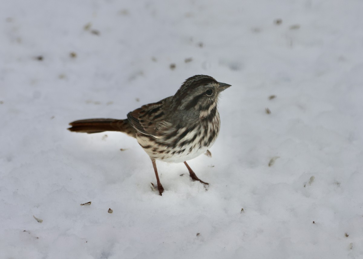 Song Sparrow - ML647004150