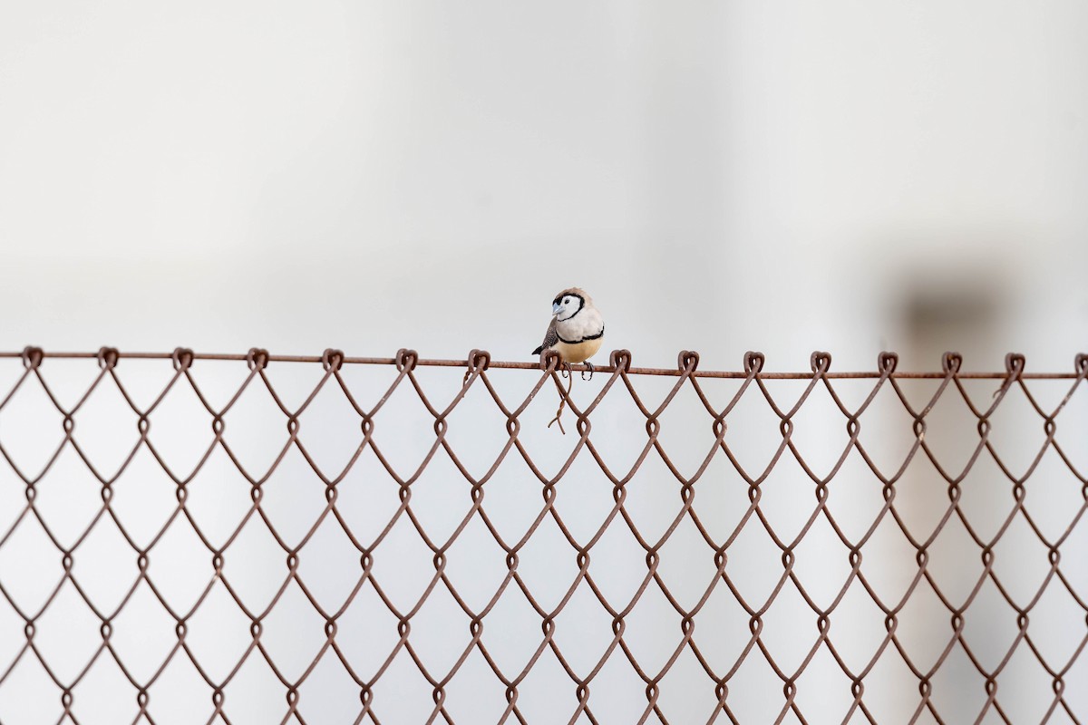 Double-barred Finch - ML647004151