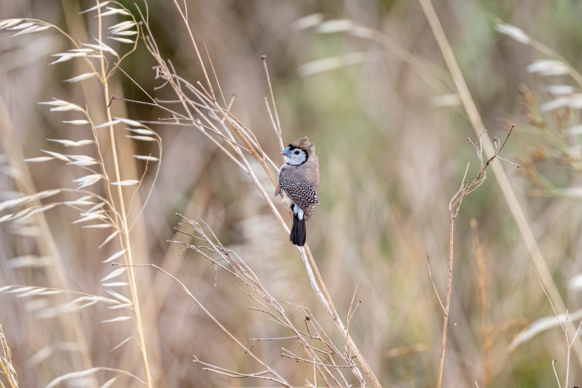 Double-barred Finch - ML647004152