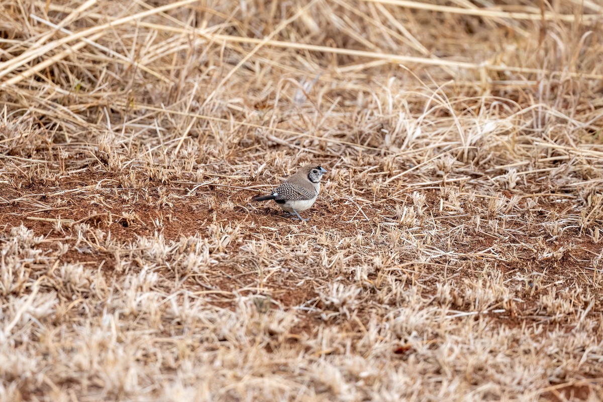 Double-barred Finch - ML647004153