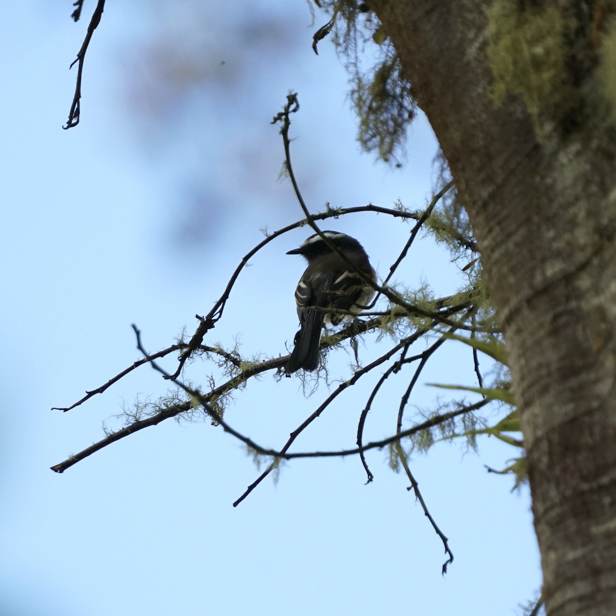 Rufous-breasted Chat-Tyrant - ML647004155