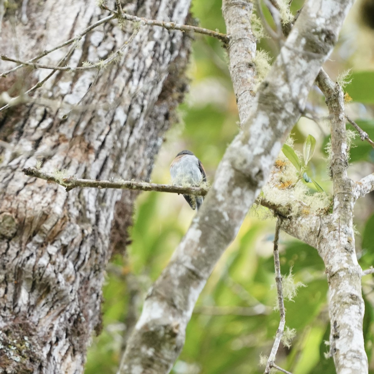 Rufous-breasted Chat-Tyrant - ML647004156
