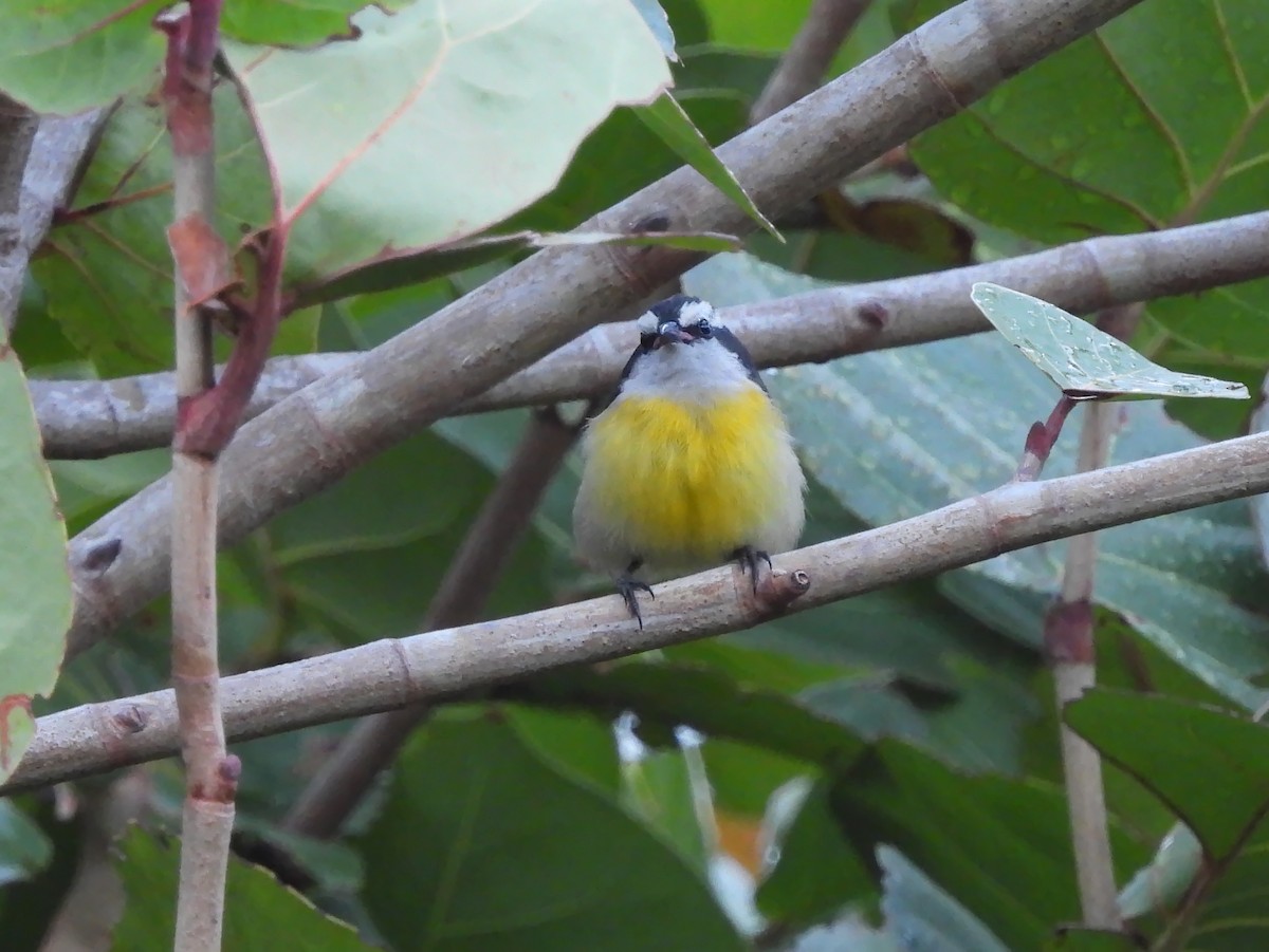 Sucrier à ventre jaune - ML647004158