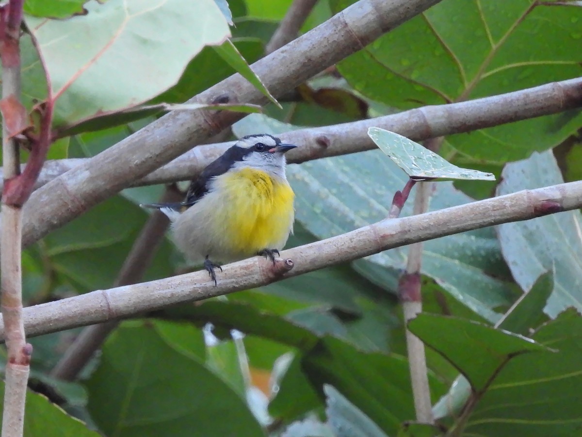 Sucrier à ventre jaune - ML647004159