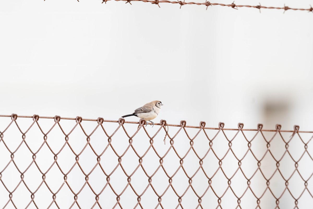 Double-barred Finch - ML647004161