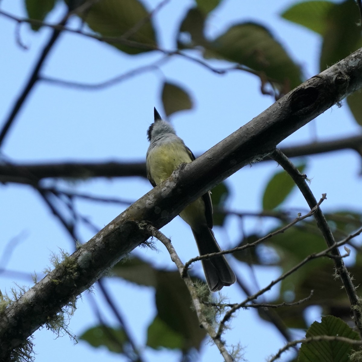 Pale-edged Flycatcher - ML647004163