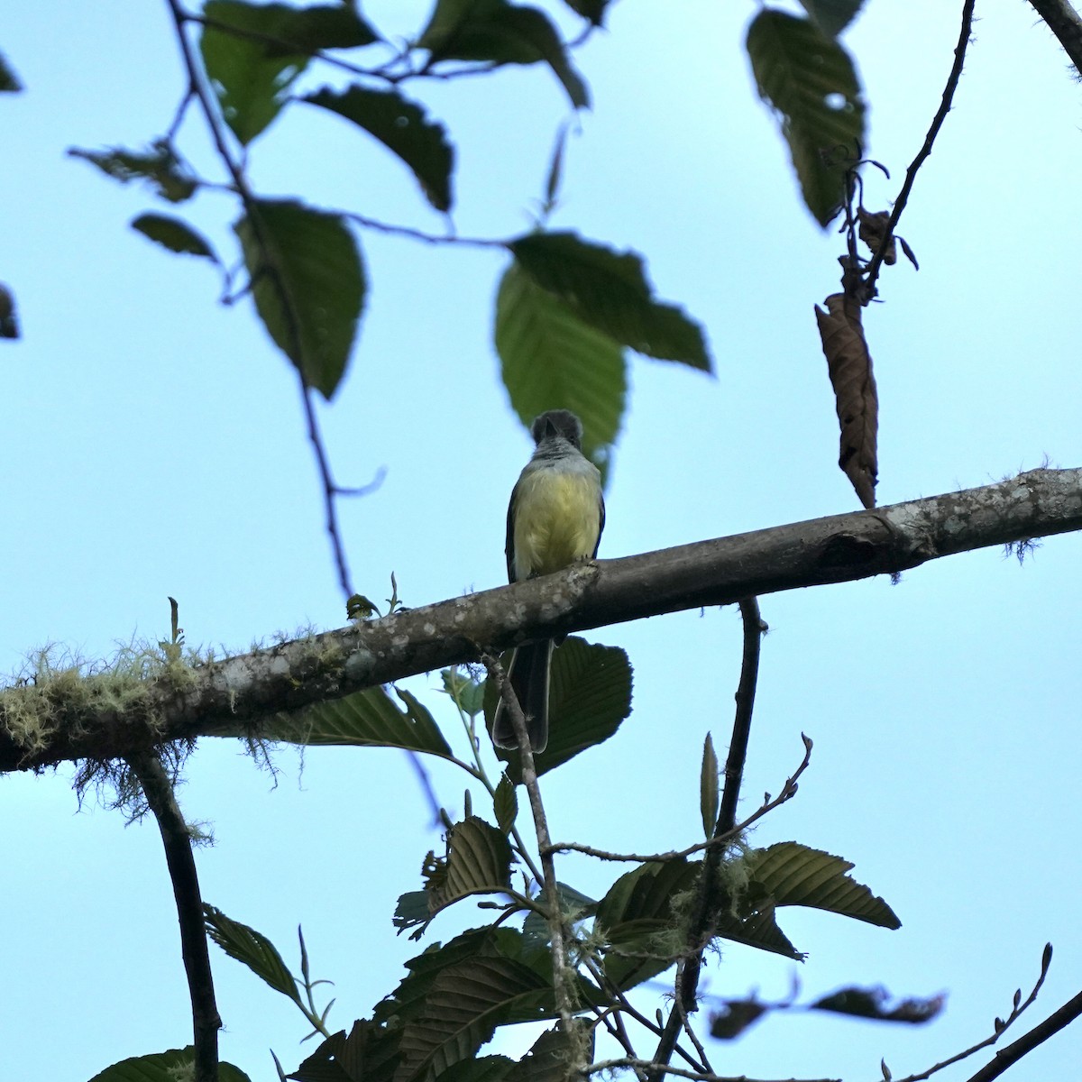 Pale-edged Flycatcher - ML647004164
