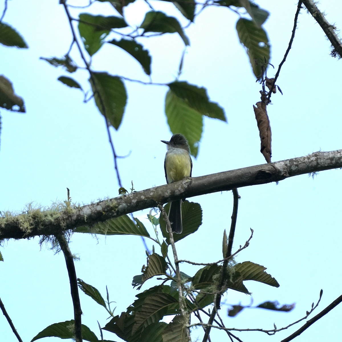 Pale-edged Flycatcher - ML647004165