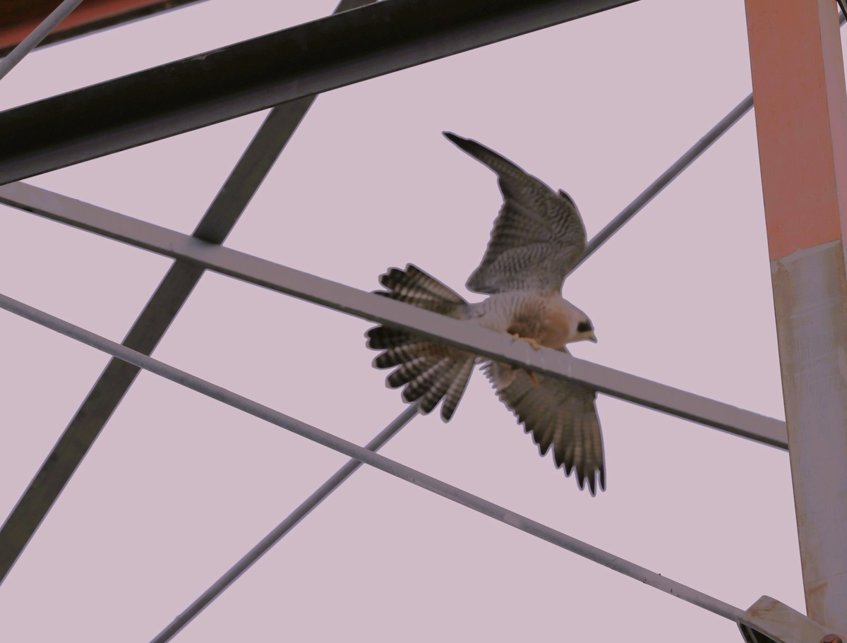 sokol stěhovavý - ML647004169