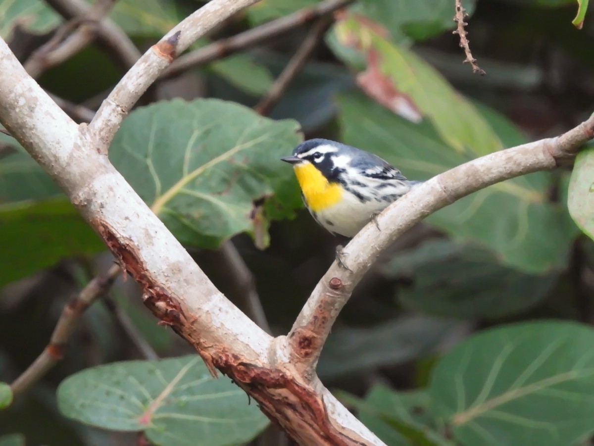 Yellow-throated Warbler - ML647004171