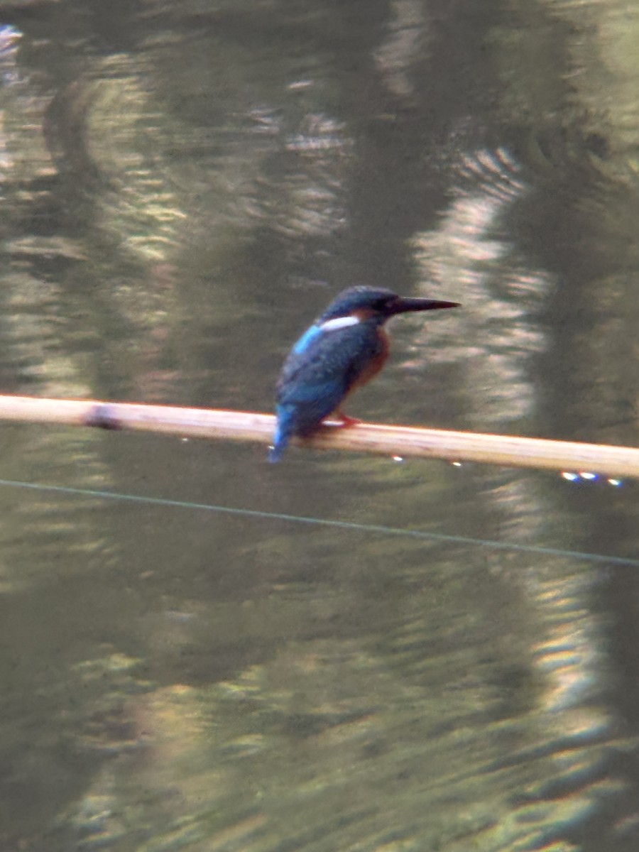 Common Kingfisher - ML647004173