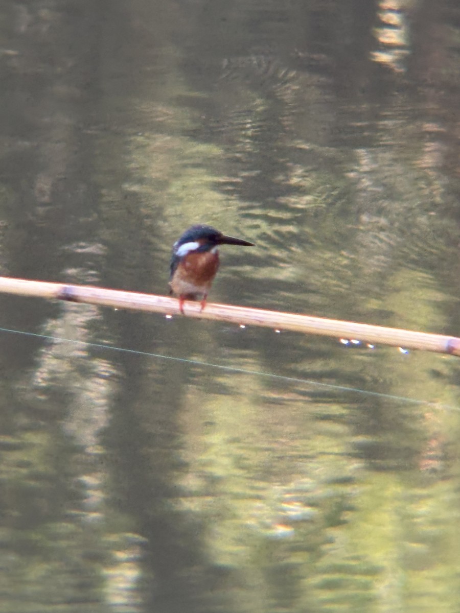 Common Kingfisher - ML647004174