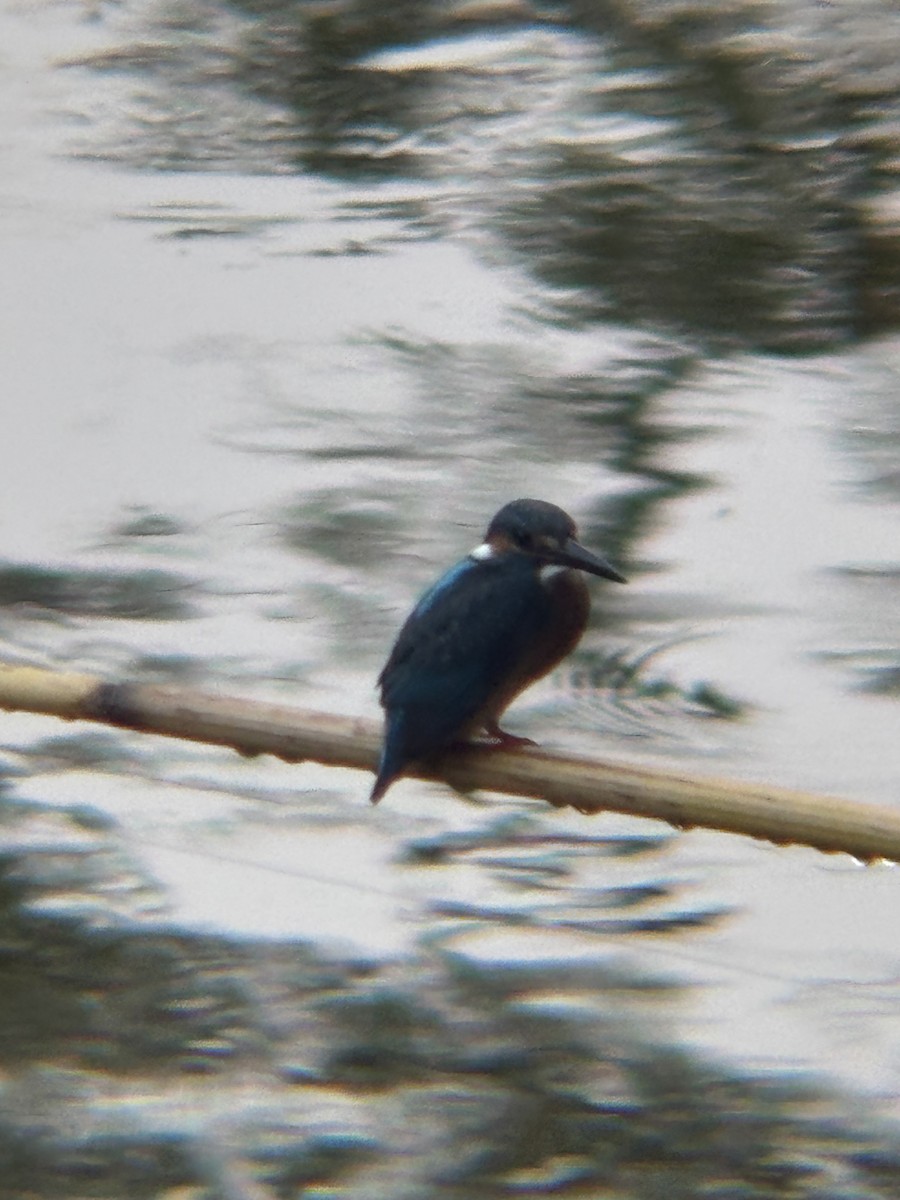 Common Kingfisher - ML647004175