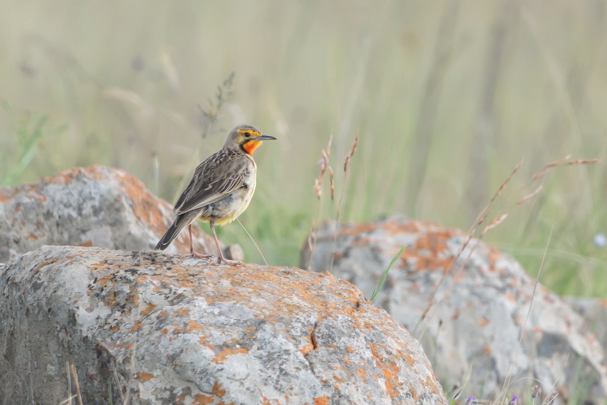 Orange-throated Longclaw - ML647004181