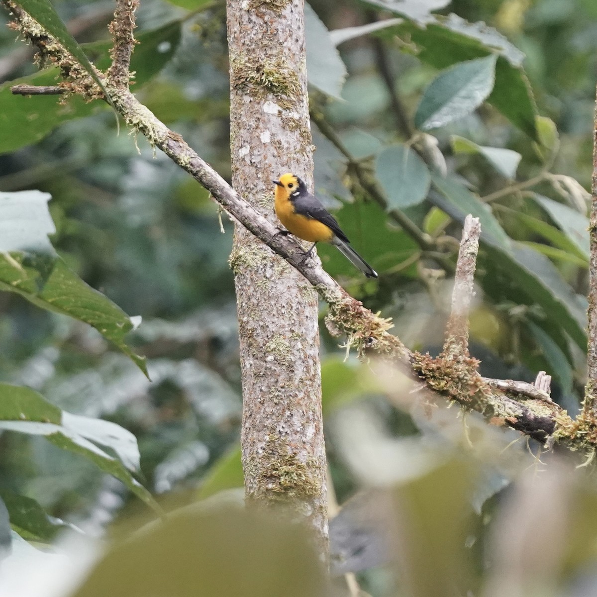 Golden-fronted Redstart - ML647004184
