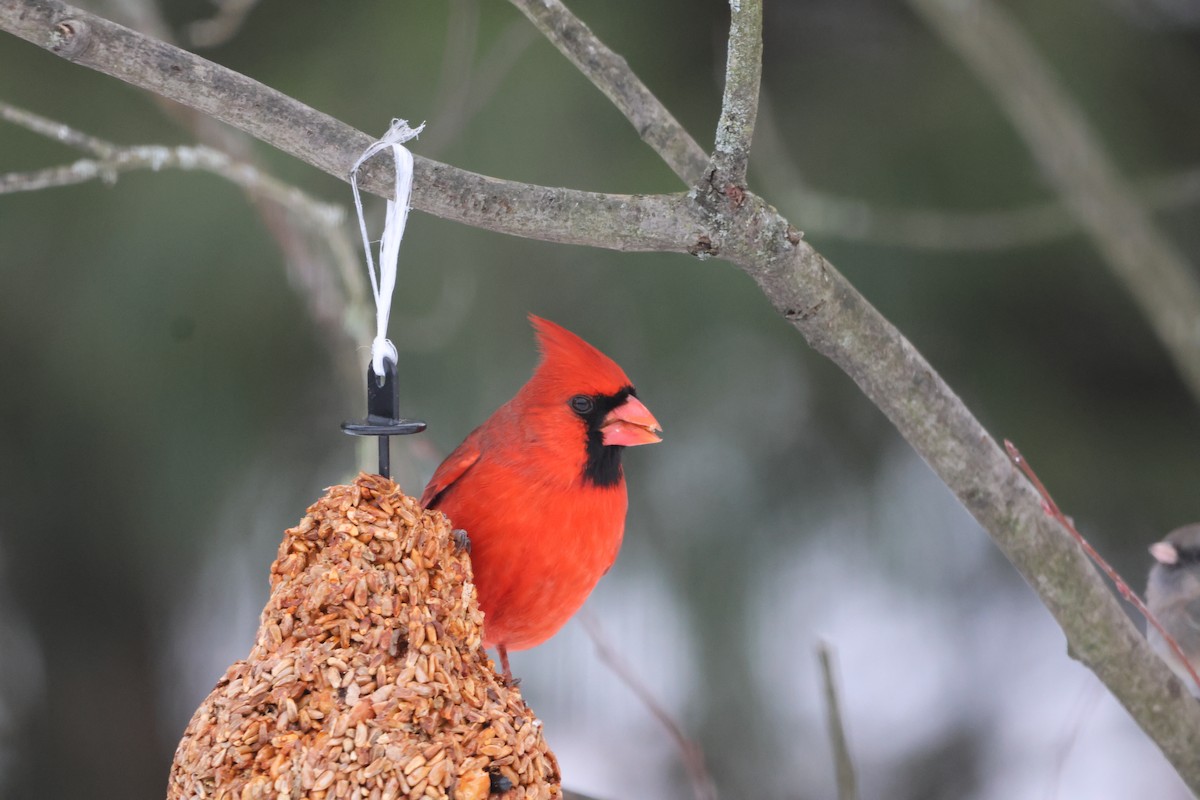 Cardinal rouge - ML647004186