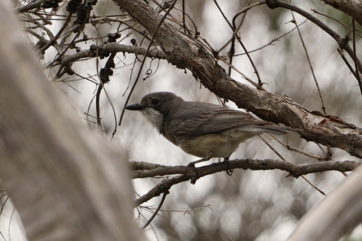 Rufous Whistler - ML647004189