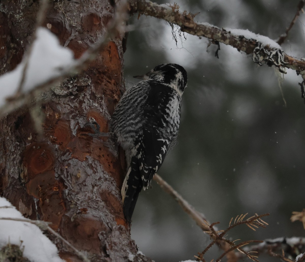 American Three-toed Woodpecker - ML647004195