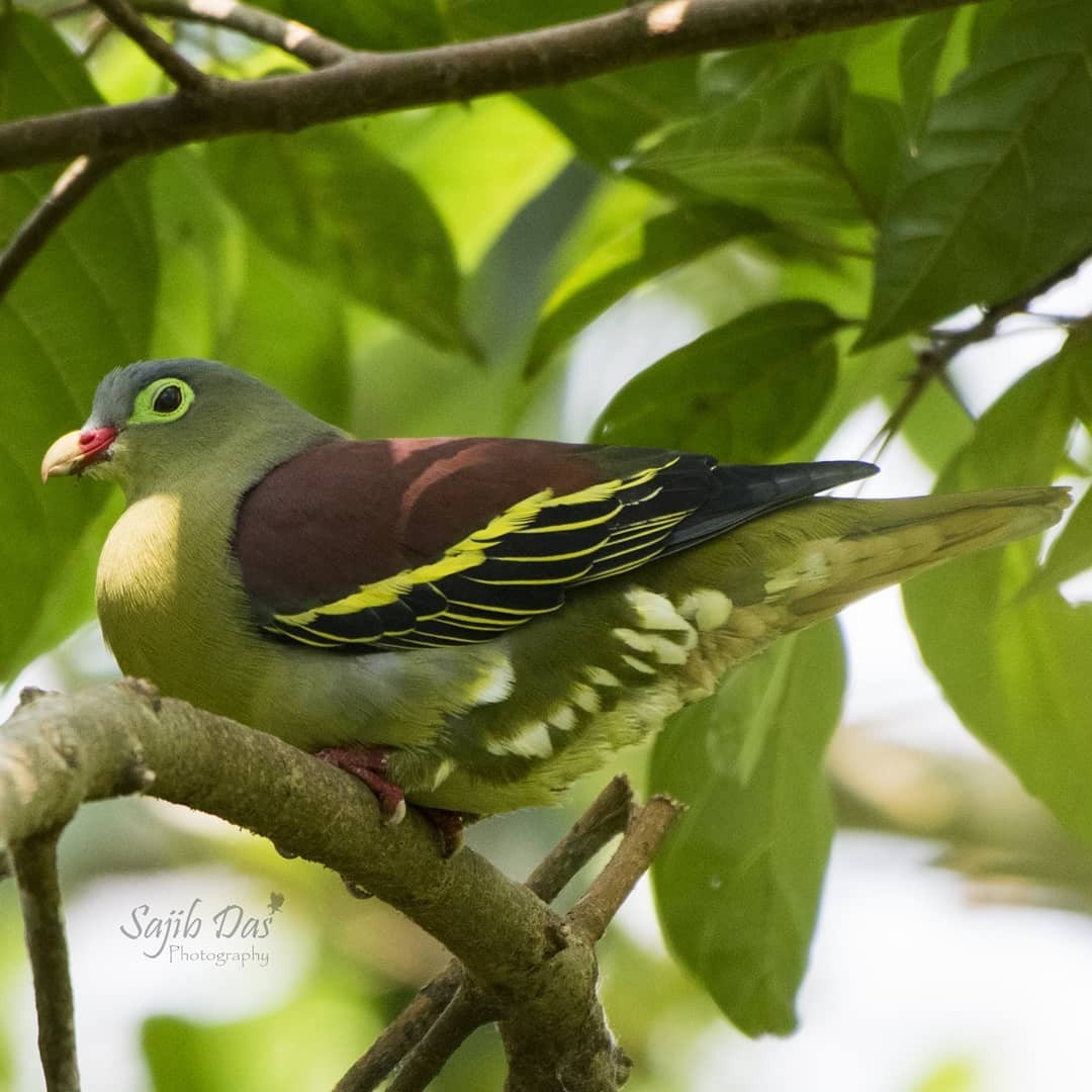 Thick-billed Green-Pigeon - ML647004198