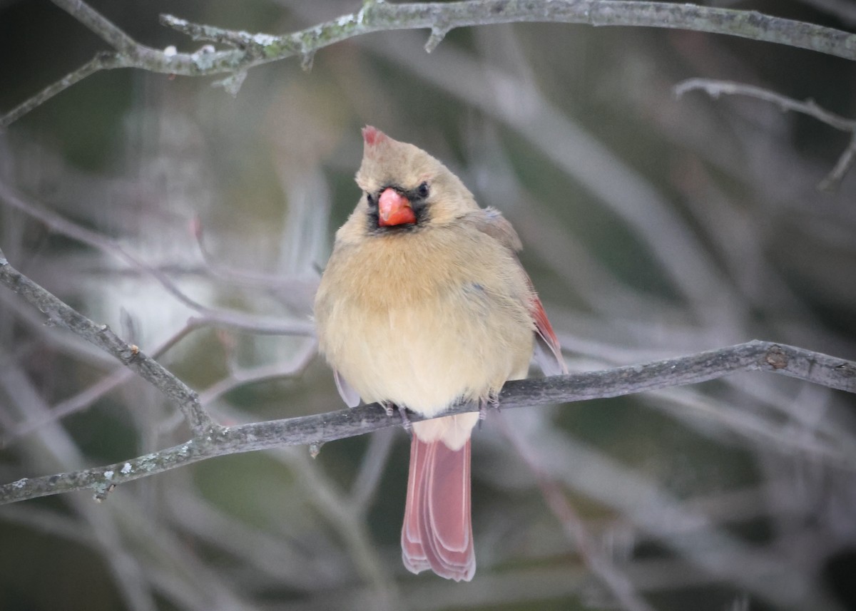 Cardinal rouge - ML647004201