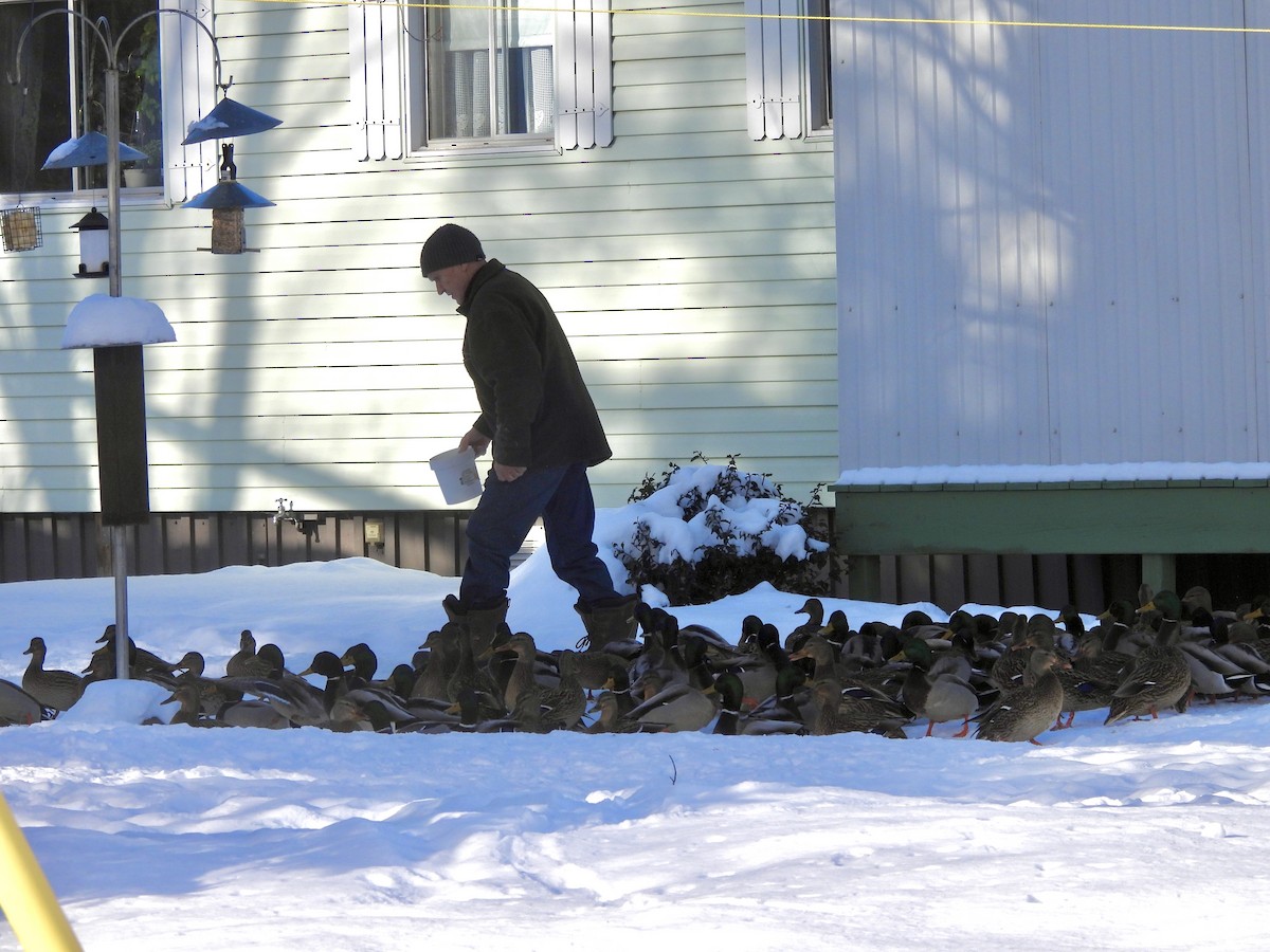 Mallard - ML647004202