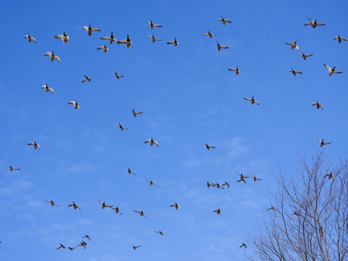 Mallard - ML647004203