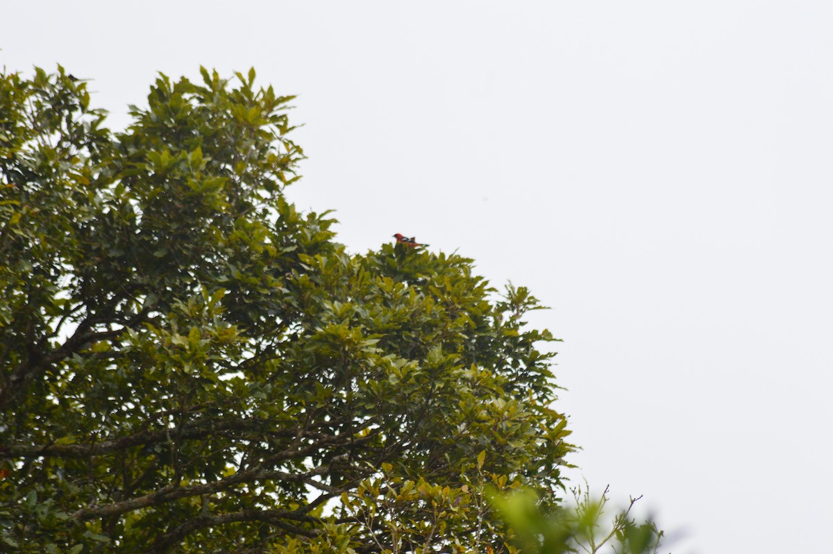 Ak Kanatlı Piranga - ML647004216