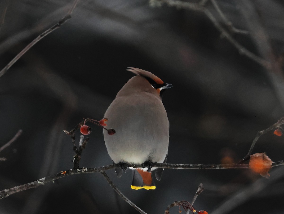 Buztanori boreala - ML647004217