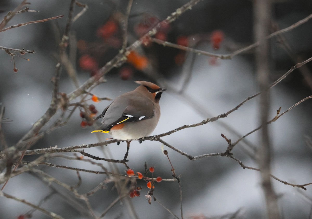 Buztanori boreala - ML647004218