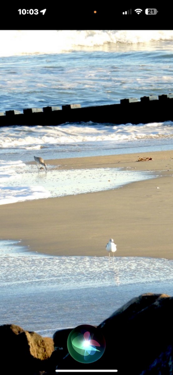 American Avocet - ML647004220