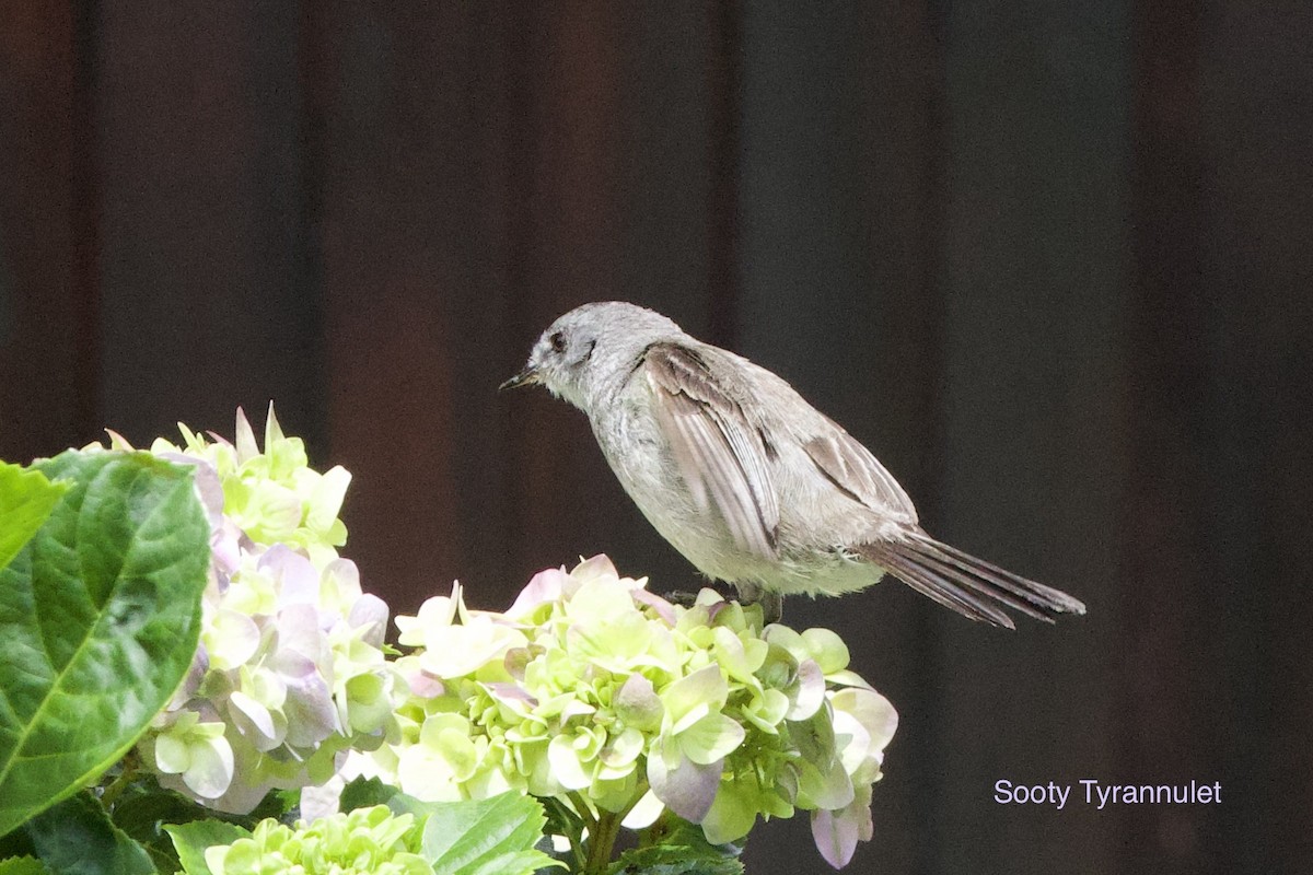 Sooty Tyrannulet - ML647004221