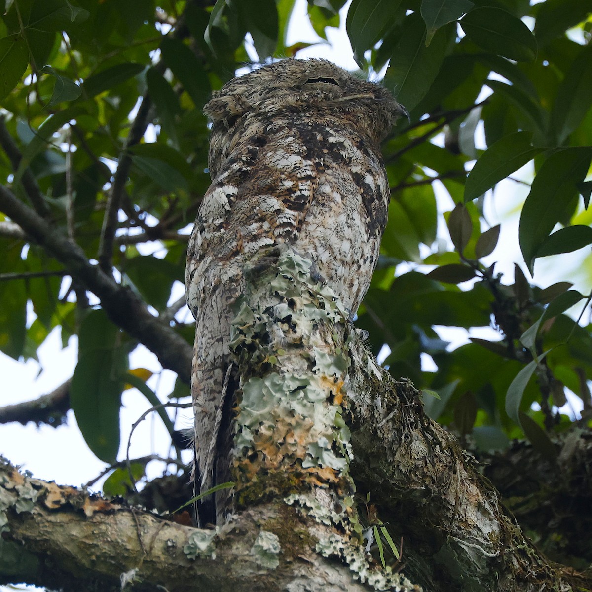 Great Potoo - ML647004223