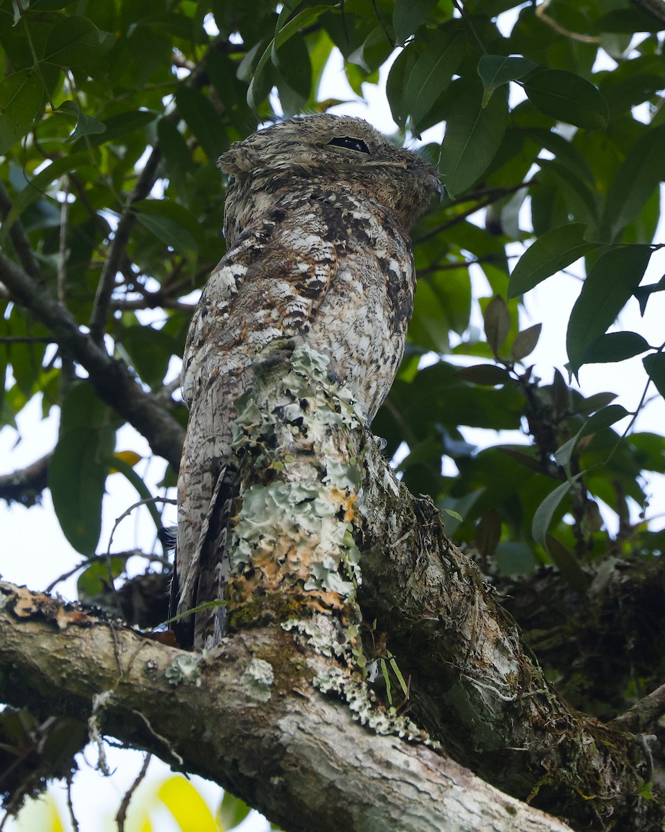 Great Potoo - ML647004224