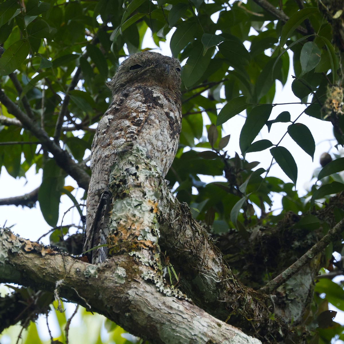 Great Potoo - ML647004225