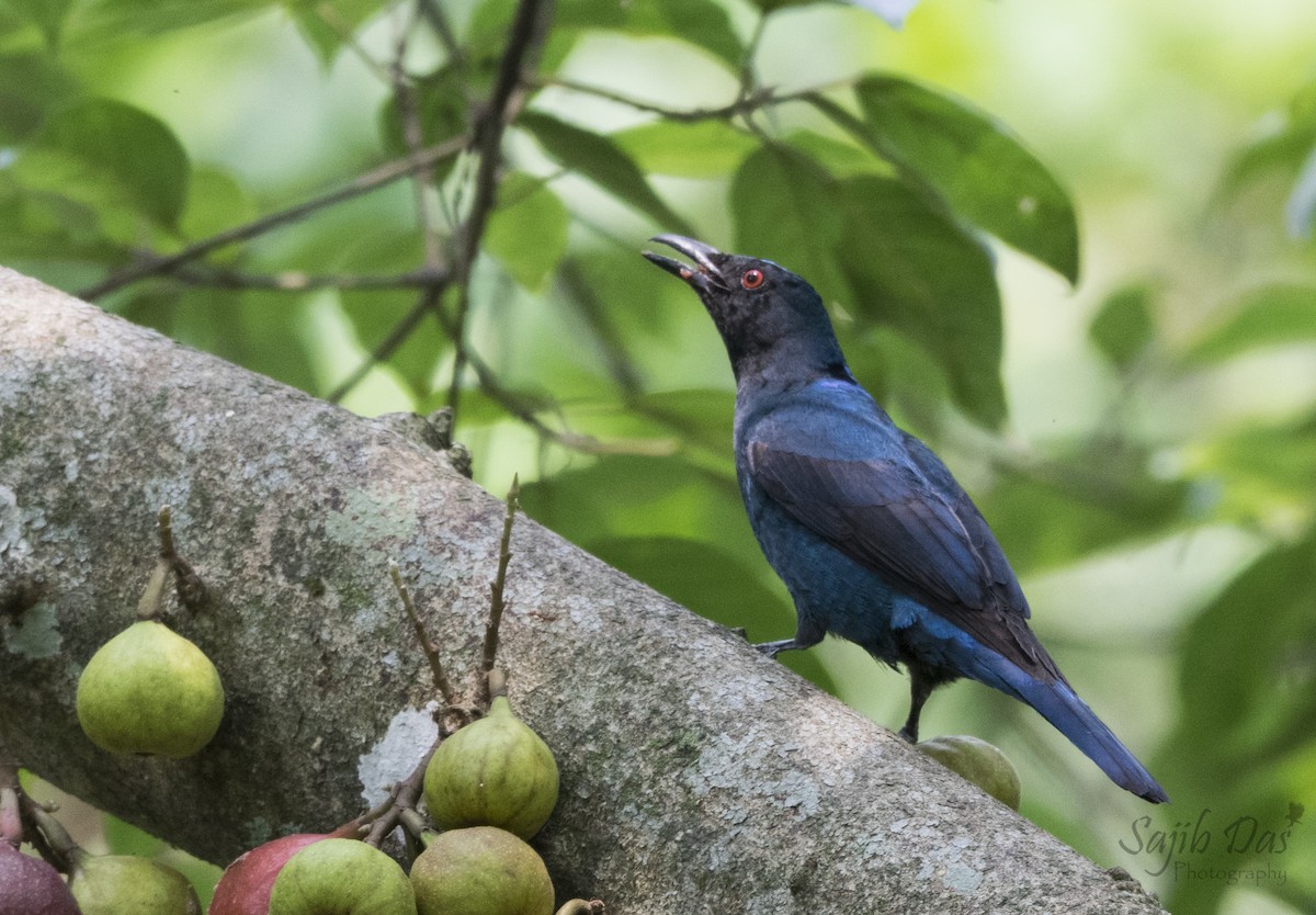 Asian Fairy-bluebird - ML647004232