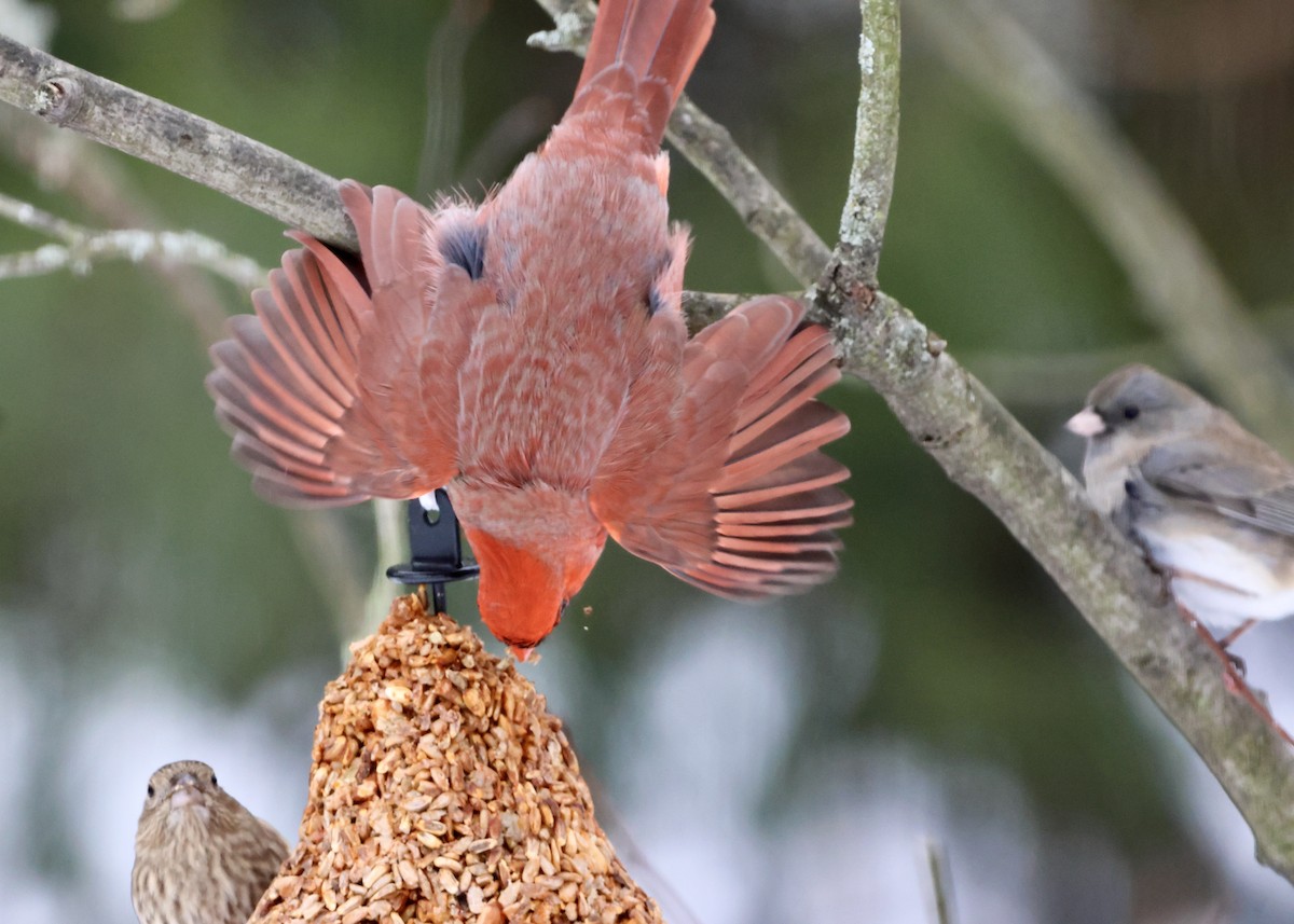 Cardinal rouge - ML647004238